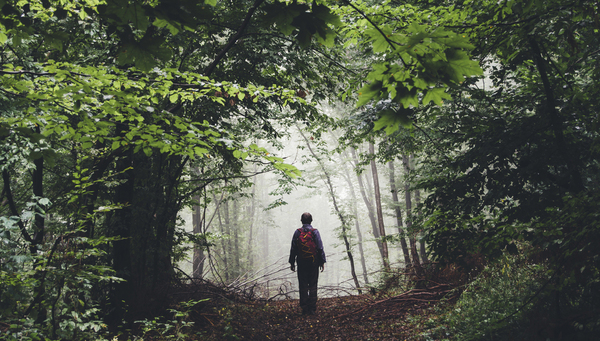 Two people walking on a forest path surrounded by tall trees